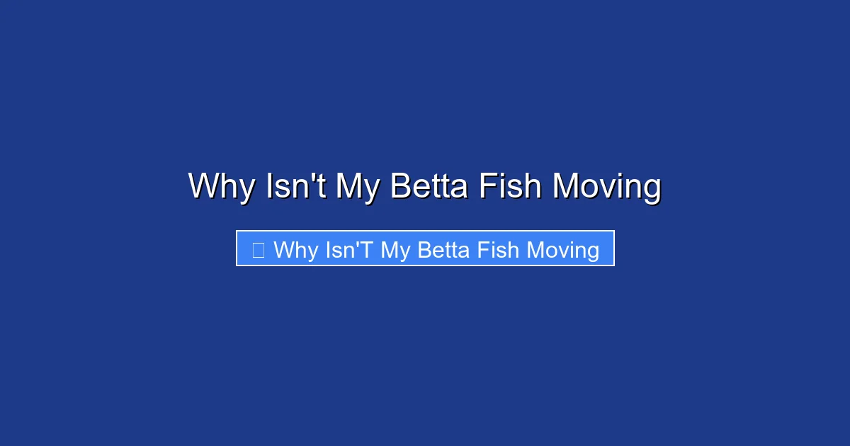 Why Isn't My Betta Fish Moving