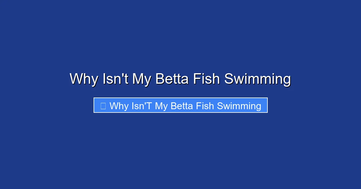 Why Isn't My Betta Fish Swimming