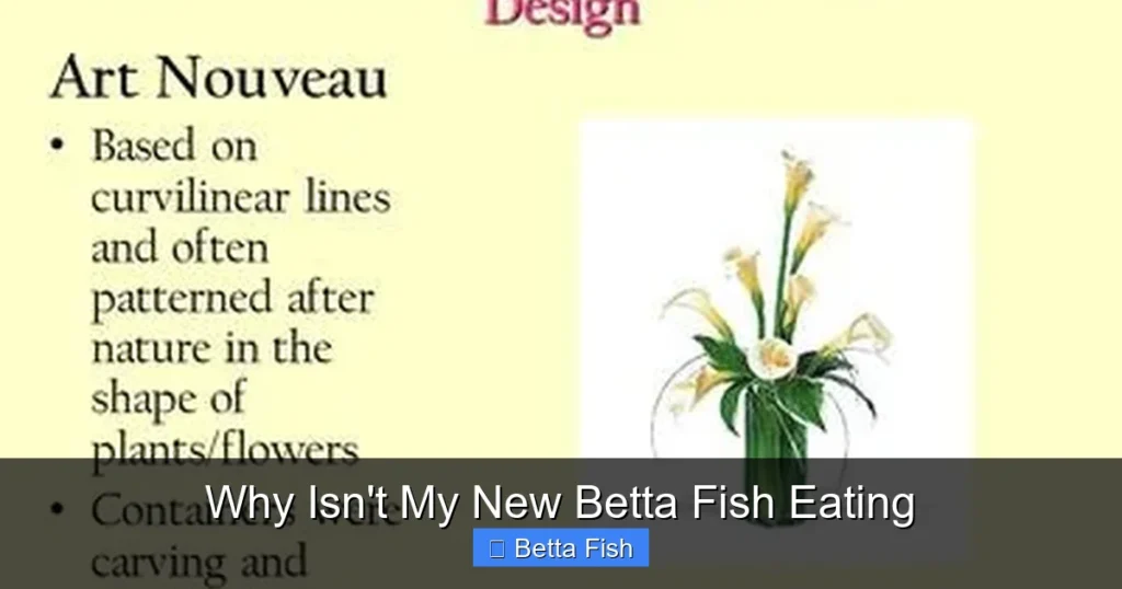 Why Isn't My New Betta Fish Eating