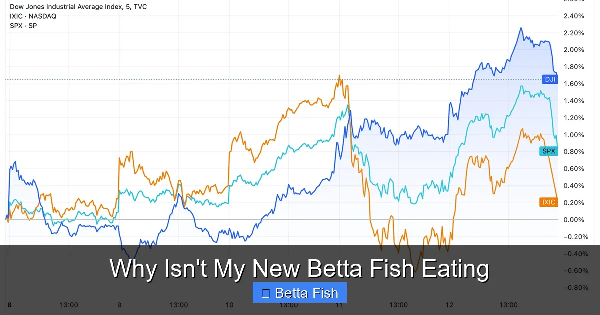 Why Isn't My New Betta Fish Eating