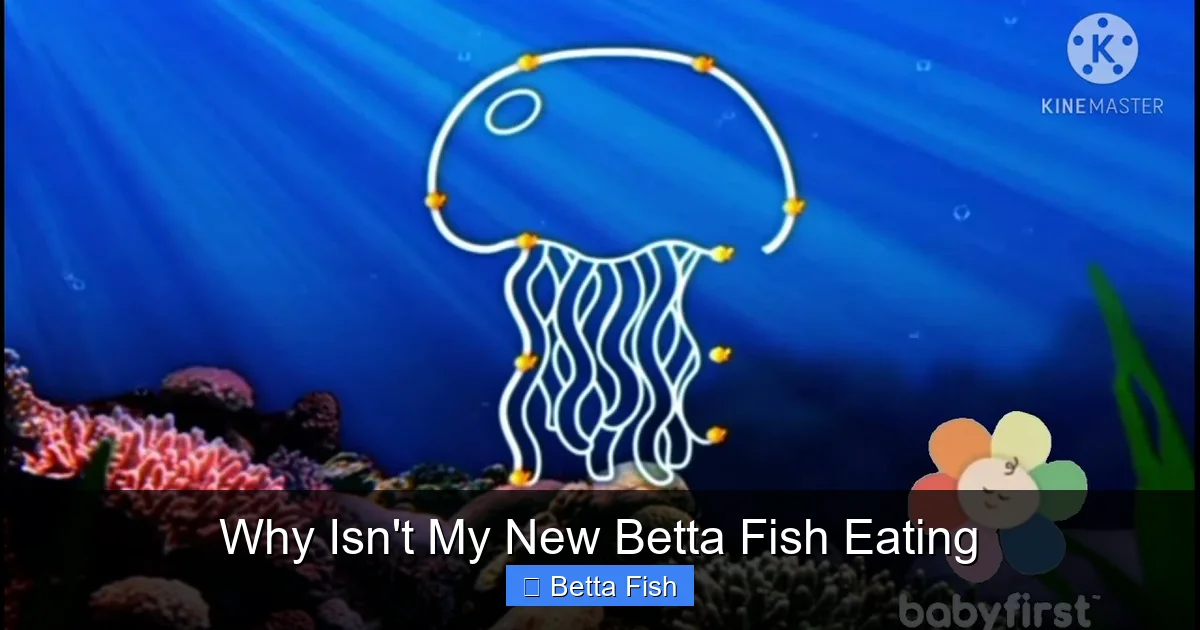 Why Isn't My New Betta Fish Eating