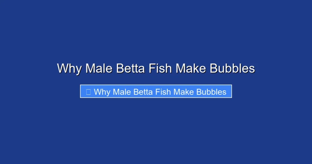 Why Male Betta Fish Make Bubbles