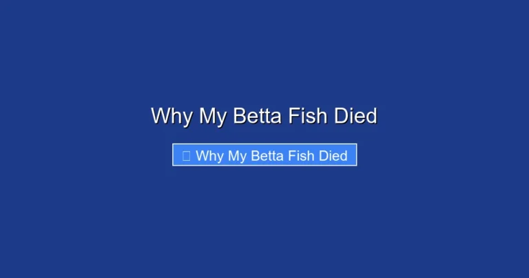 Why My Betta Fish Died
