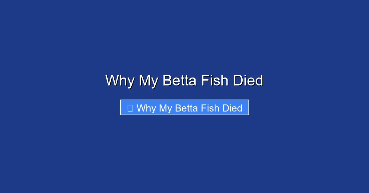 Why My Betta Fish Died