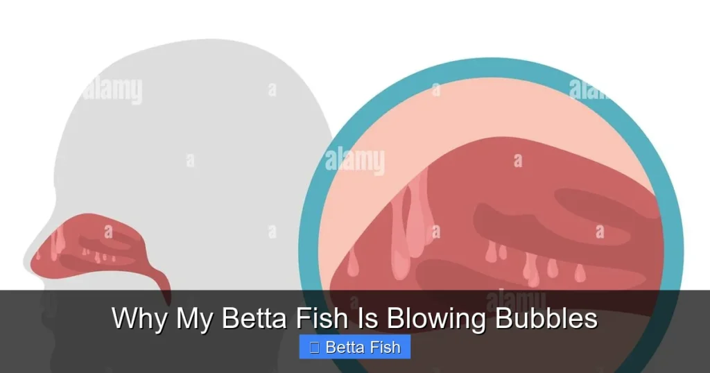 Why My Betta Fish Is Blowing Bubbles