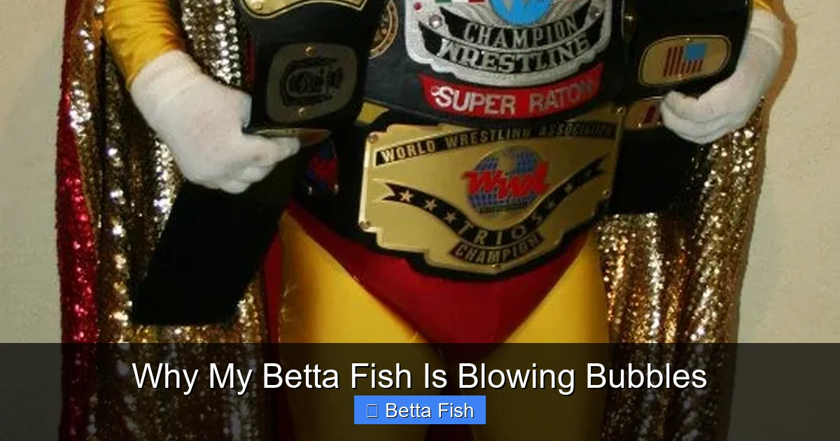 Why My Betta Fish Is Blowing Bubbles