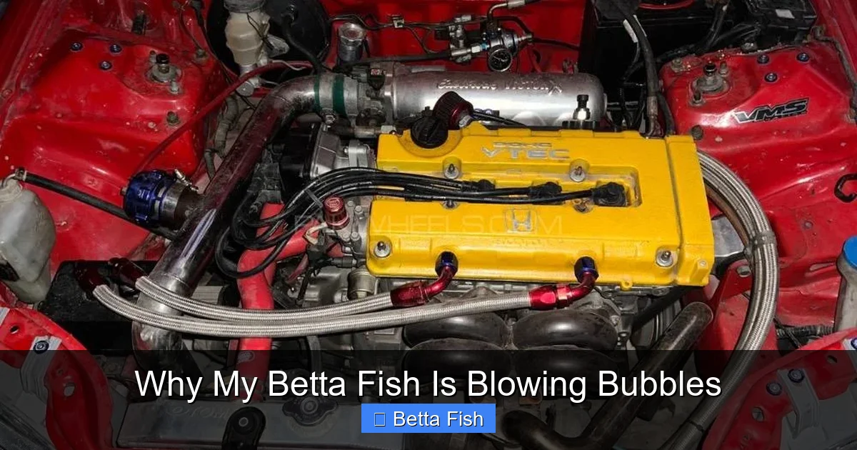 Why My Betta Fish Is Blowing Bubbles