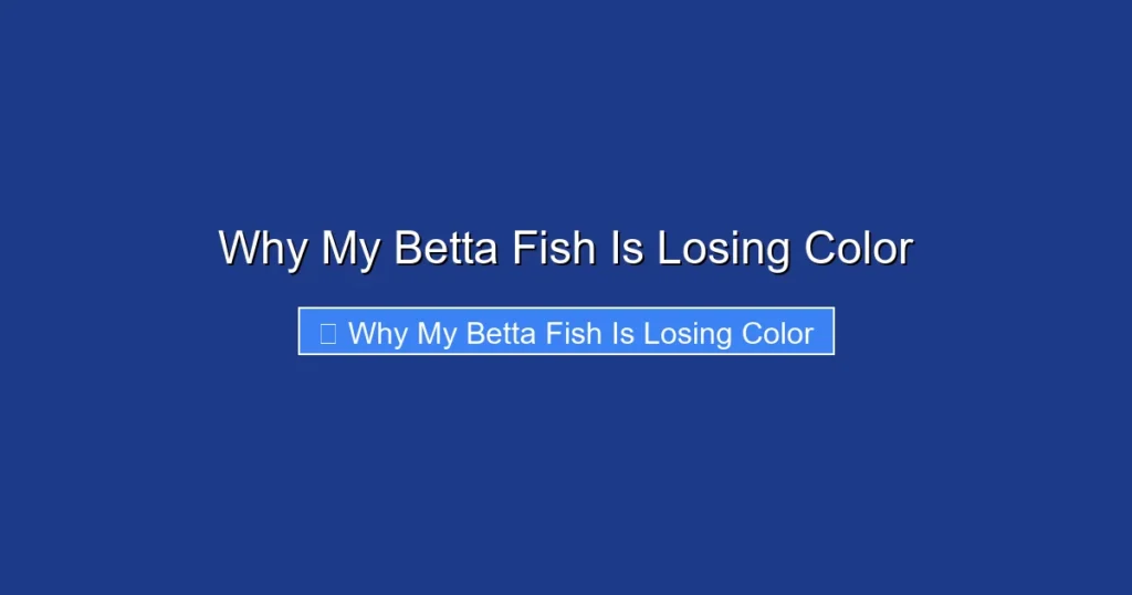 Why My Betta Fish Is Losing Color
