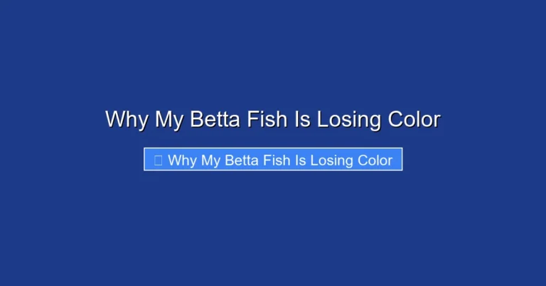 Why My Betta Fish Is Losing Color