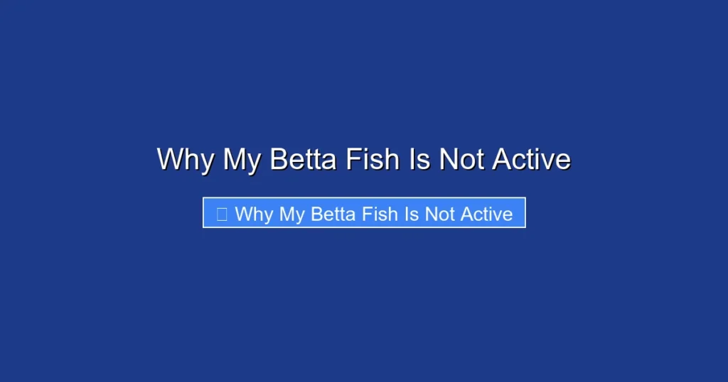 Why My Betta Fish Is Not Active