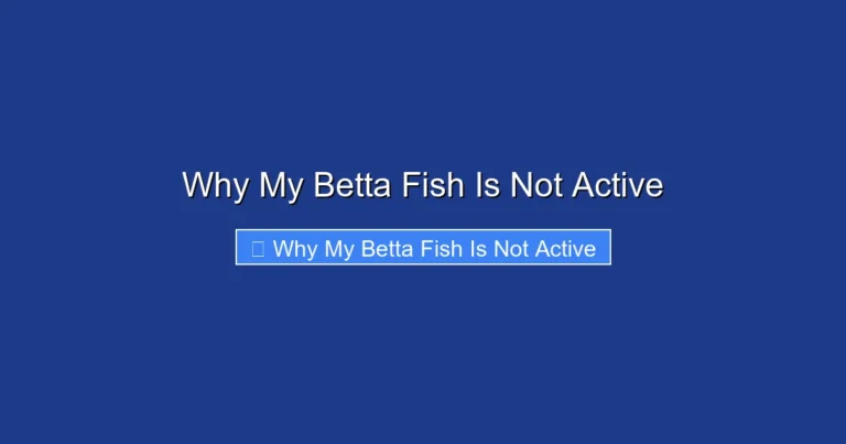 Why My Betta Fish Is Not Active