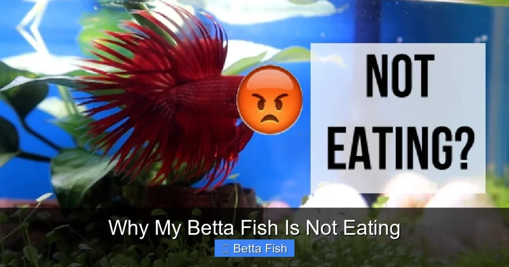 Why My Betta Fish Is Not Eating