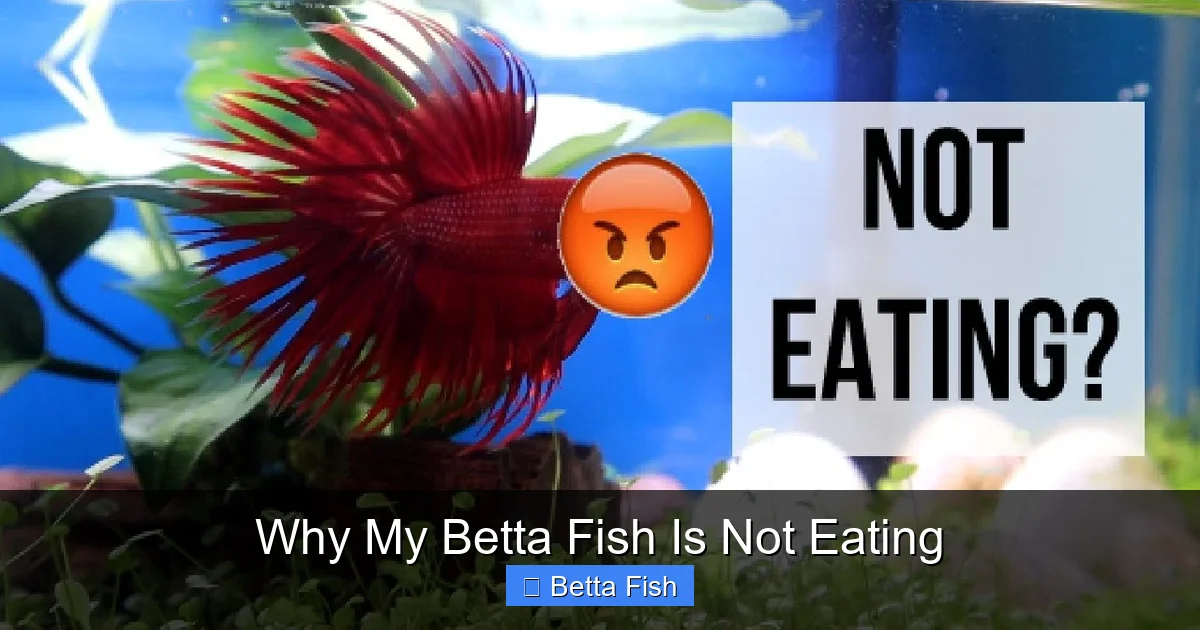 Why My Betta Fish Is Not Eating
