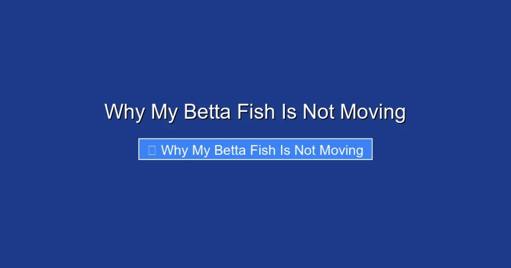 Why My Betta Fish Is Not Moving