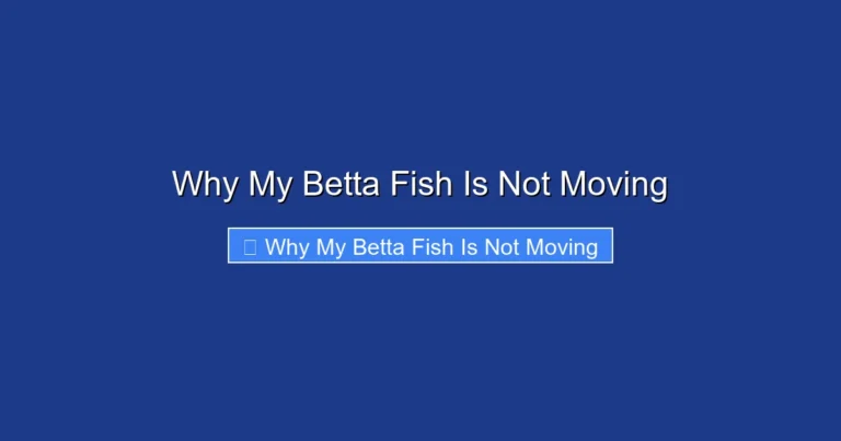 Why My Betta Fish Is Not Moving