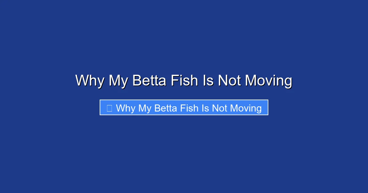 Why My Betta Fish Is Not Moving