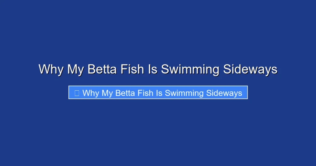 Why My Betta Fish Is Swimming Sideways