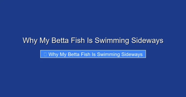 Why My Betta Fish Is Swimming Sideways