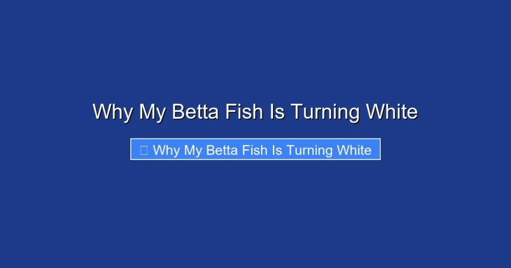 Why My Betta Fish Is Turning White