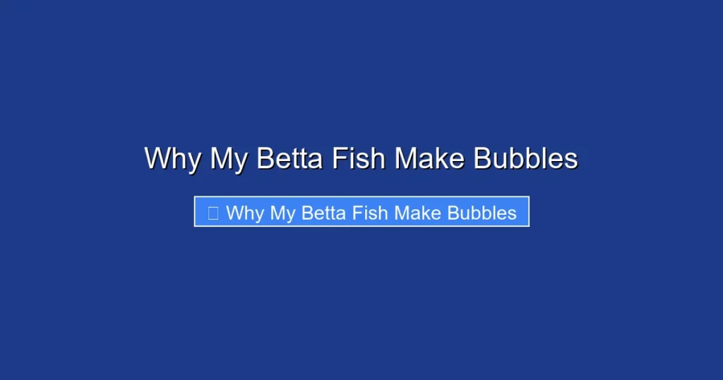 Why My Betta Fish Make Bubbles