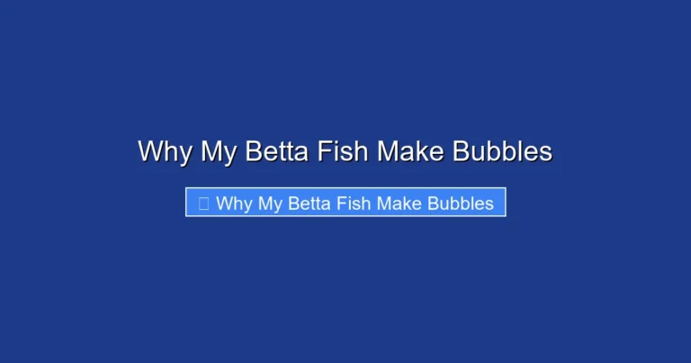 Why My Betta Fish Make Bubbles