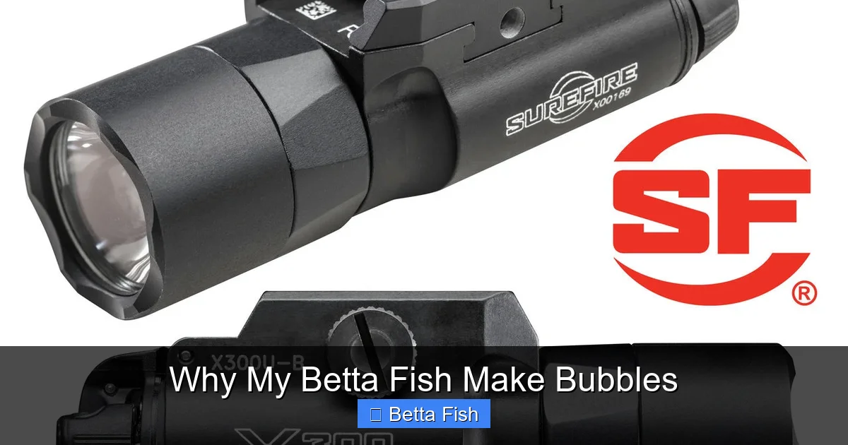 Why My Betta Fish Make Bubbles