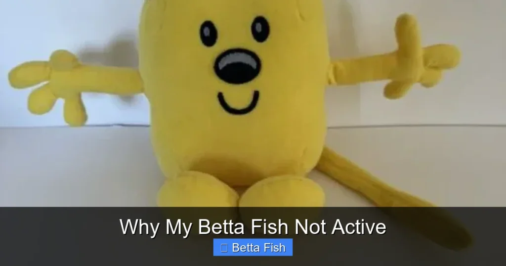 Why My Betta Fish Not Active