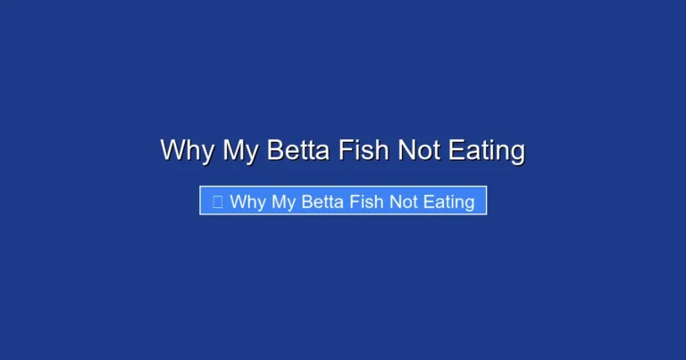 Why My Betta Fish Not Eating