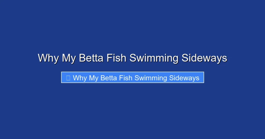 Why My Betta Fish Swimming Sideways