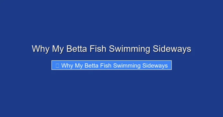 Why My Betta Fish Swimming Sideways