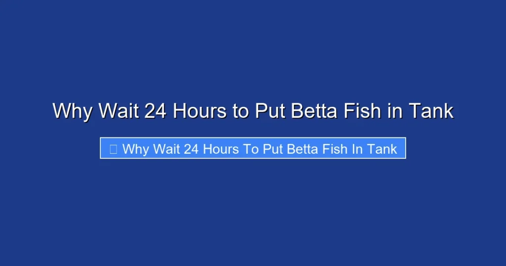 Why Wait 24 Hours to Put Betta Fish in Tank