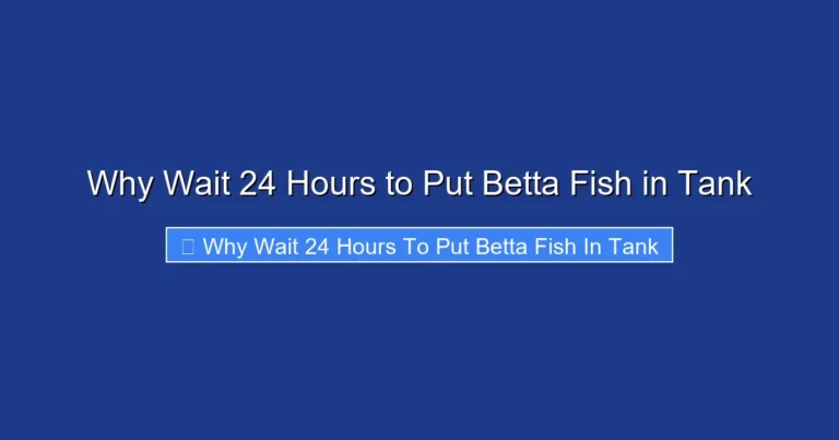 Why Wait 24 Hours to Put Betta Fish in Tank