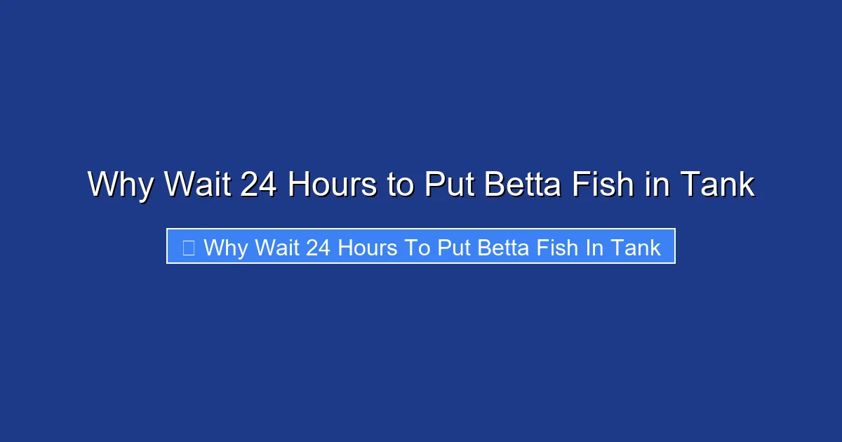Why Wait 24 Hours to Put Betta Fish in Tank