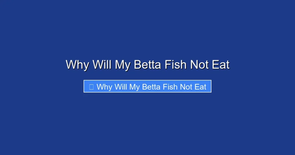 Why Will My Betta Fish Not Eat