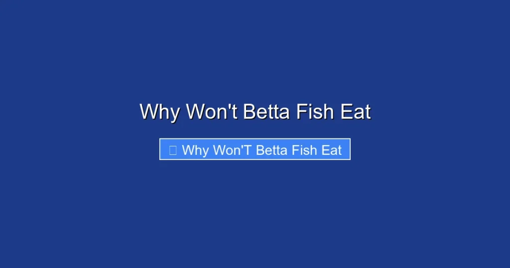 Why Won't Betta Fish Eat
