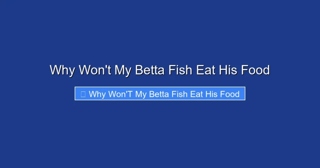 Why Won't My Betta Fish Eat His Food