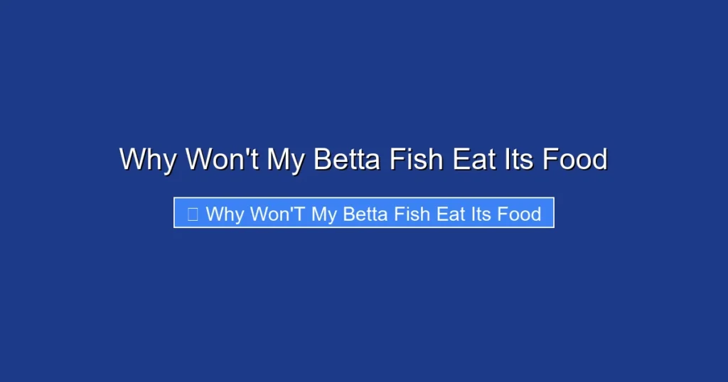Why Won't My Betta Fish Eat Its Food