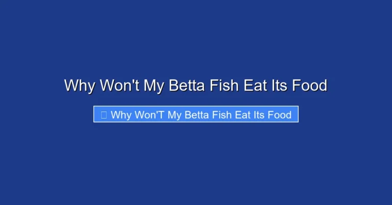Why Won't My Betta Fish Eat Its Food