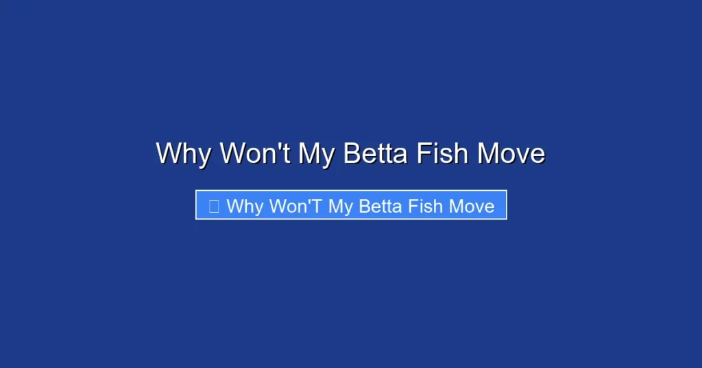 Why Won't My Betta Fish Move