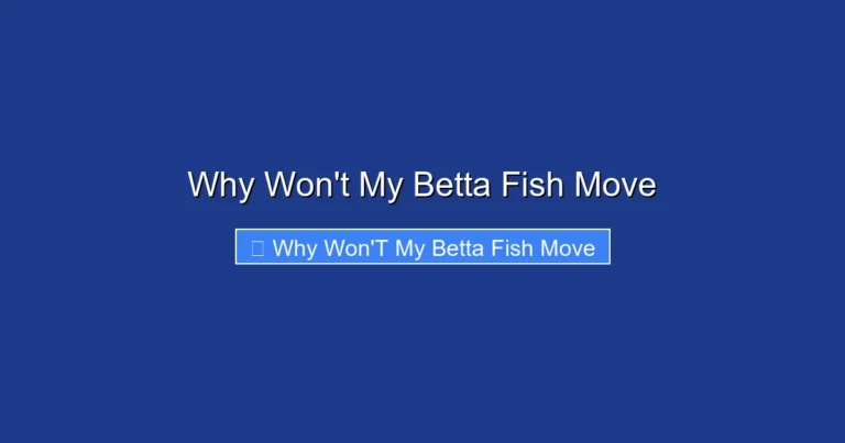 Why Won't My Betta Fish Move