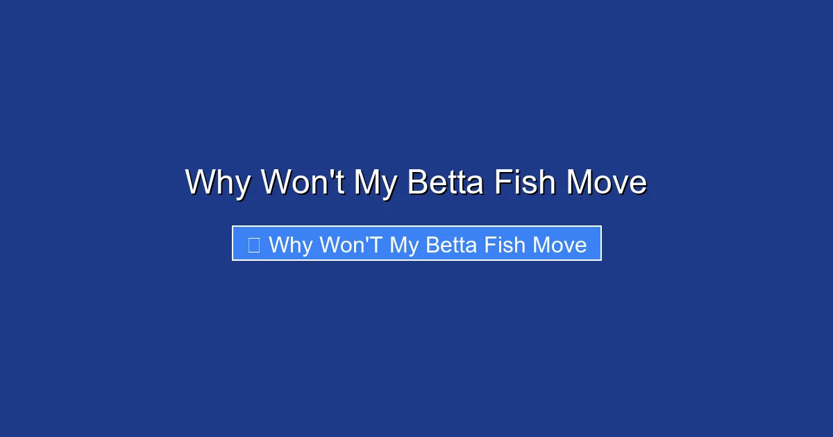 Why Won't My Betta Fish Move