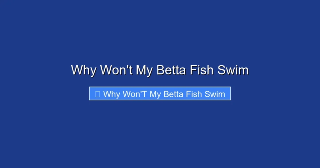 Why Won't My Betta Fish Swim