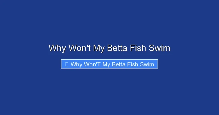 Why Won't My Betta Fish Swim