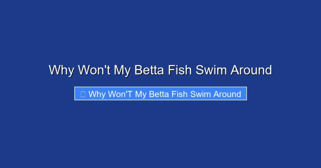 Why Won't My Betta Fish Swim Around