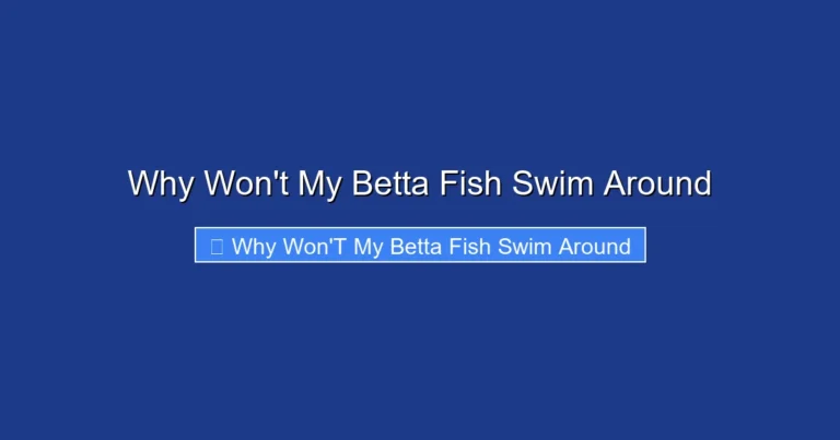 Why Won't My Betta Fish Swim Around
