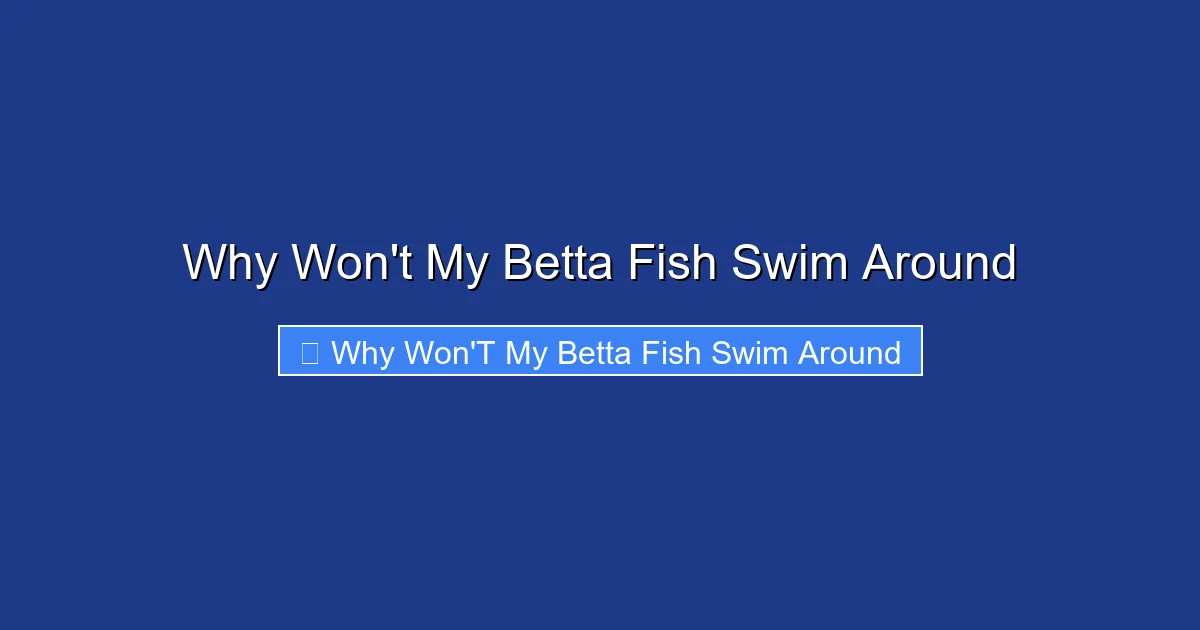 Why Won't My Betta Fish Swim Around