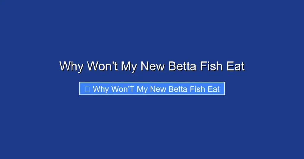 Why Won't My New Betta Fish Eat