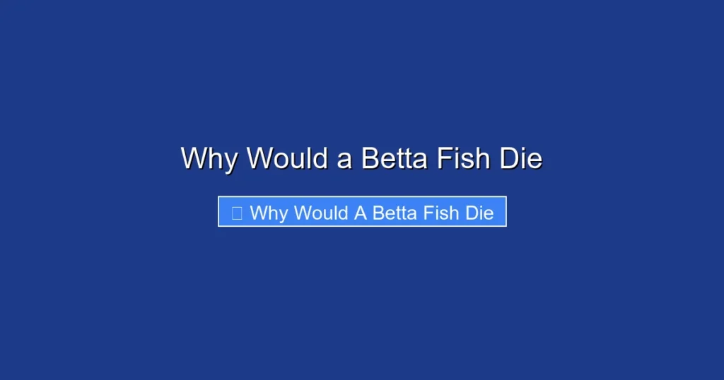 Why Would a Betta Fish Die