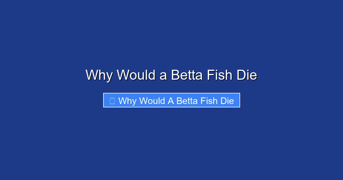 Why Would a Betta Fish Die