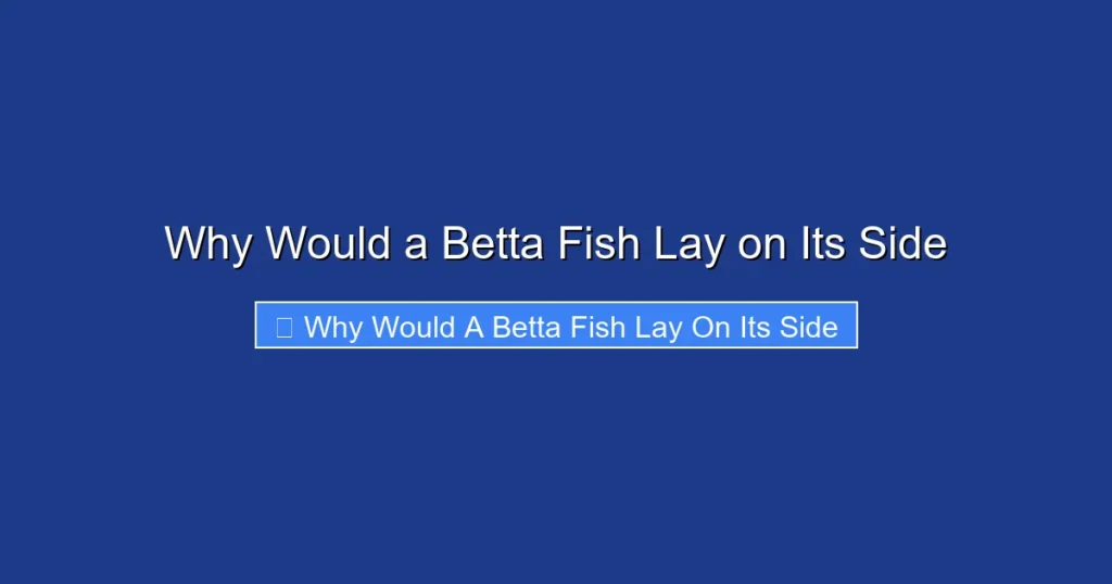 Why Would a Betta Fish Lay on Its Side